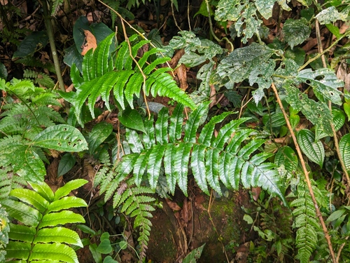 Dryopteris fatuhivensis observed 2024-07-14