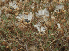 Brickellia frutescens