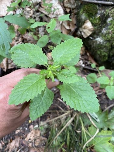 Clinopodium grandiflorum (Clinopodium grandiflorum)