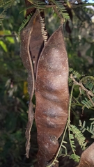 Albizia bernieri
