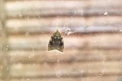 Aleimma loeflingiana