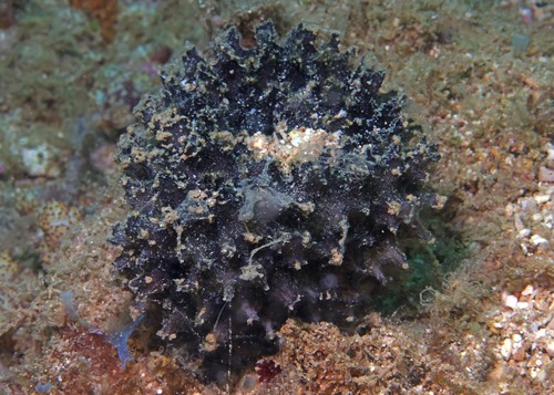 Echinodictyum asperum observed 2024-03-05