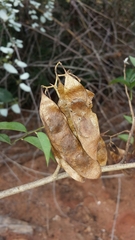 Dalbergia bracteolata image