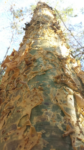 Commiphora fraxinifolia image