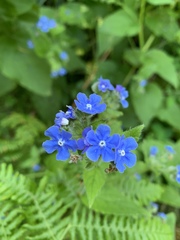 Pentaglottis sempervirens