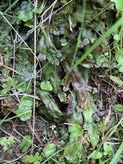 Conocephalum conicum