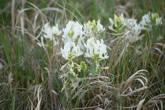 Astragalus pectinatus
