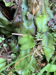 Conocephalum conicum