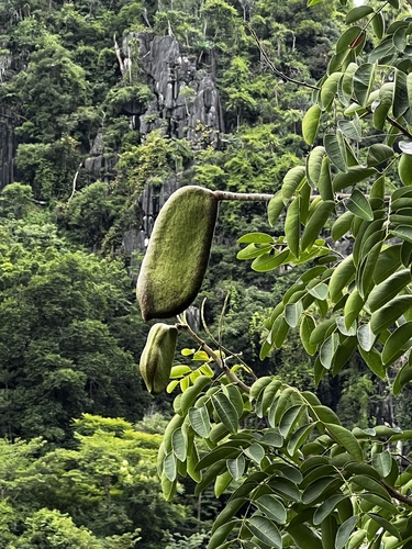 Makha Tree