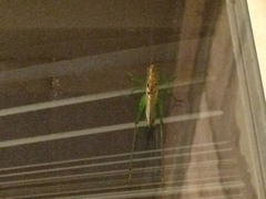 Orchelimum silvaticum