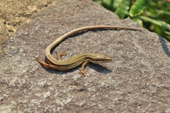 Takydromus viridipunctatus
