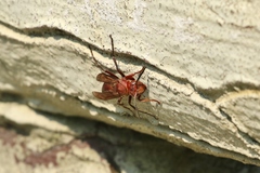 Polistes tenebricosus