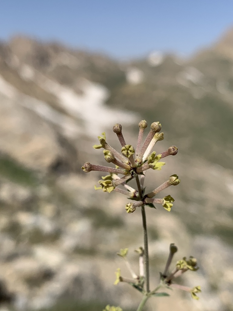 Asperula prostrata