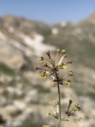Asperula prostrata