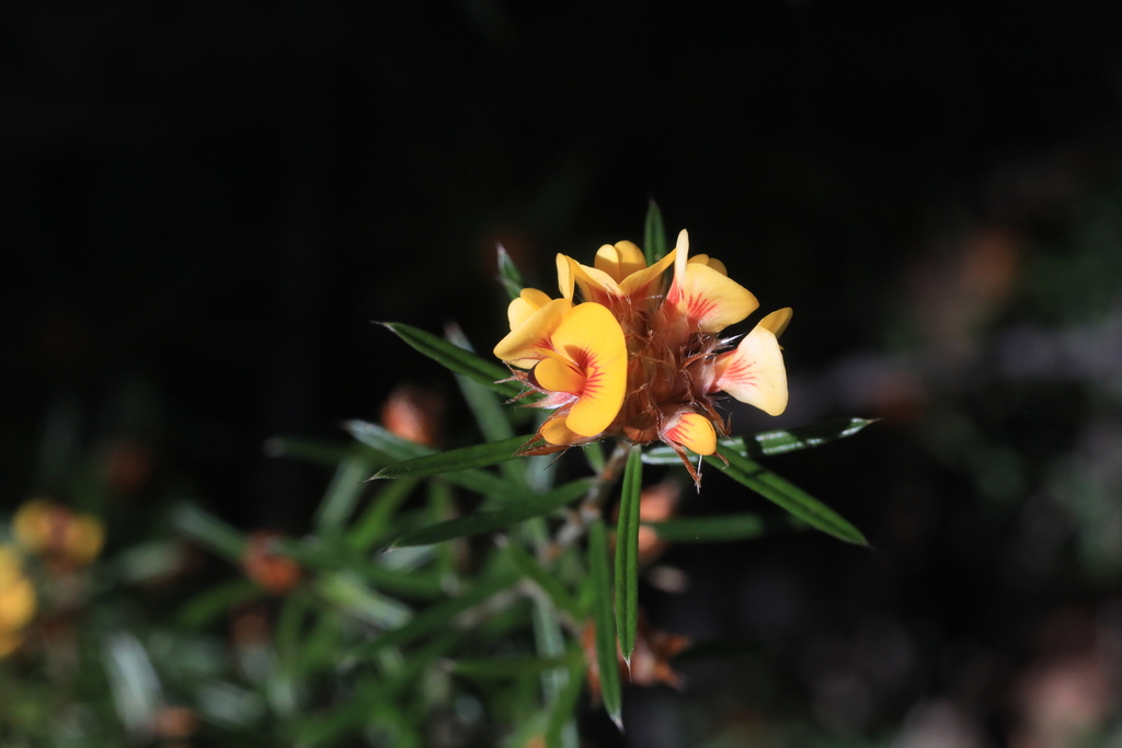 gympie bush-pea from Kremnos NSW 2460, Australia on July 17, 2024 at 12 ...