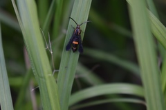 Carmenta pyralidiformis