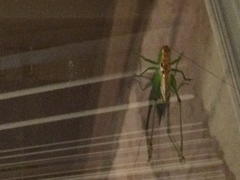 Orchelimum silvaticum