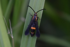 Carmenta pyralidiformis