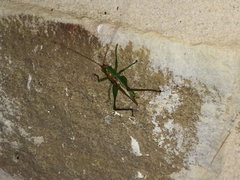 Orchelimum silvaticum