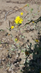 Lessingia germanorum