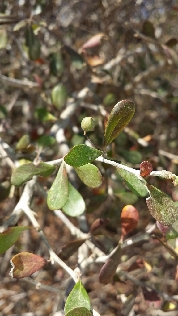 Terminalia boivinii
