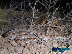 Lytorhynchus ridgewayi