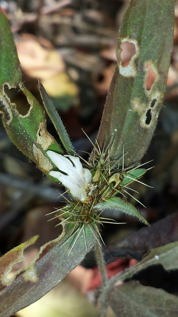 Blepharis glomerans