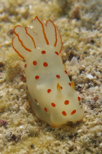 Gymnodoris ceylonica