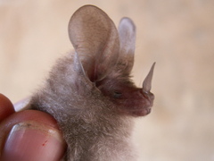 Little Big-Eared Bat photo 4
