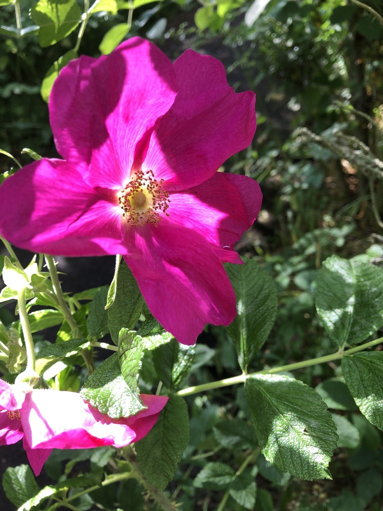 Dutch Rose