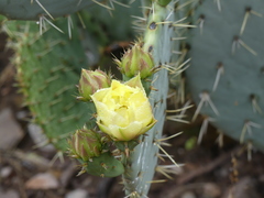 Opuntia woodsii