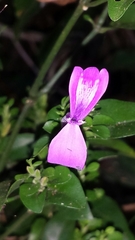 Hypoestes
