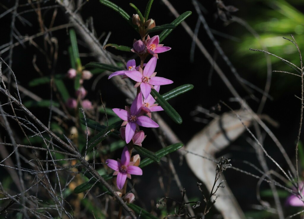 soft leaved boronia from Kremnos NSW 2460, Australia on July 17, 2024 ...