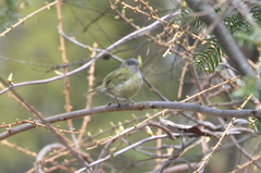 Pteruthius xanthochlorus