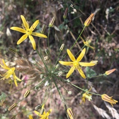 Bloomeria crocea aurea