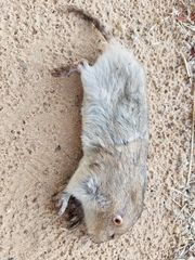 Geomys attwateri