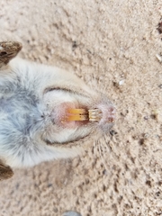 Geomys attwateri