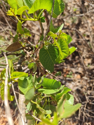 Image of Ipomoea costata by (c) Belinda Forbes, some rights reserved (CC BY)