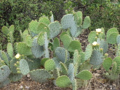 Opuntia woodsii