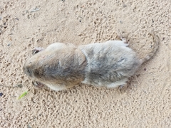 Geomys attwateri