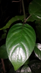 Rhinacanthus