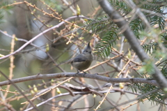 Lophophanes dichrous