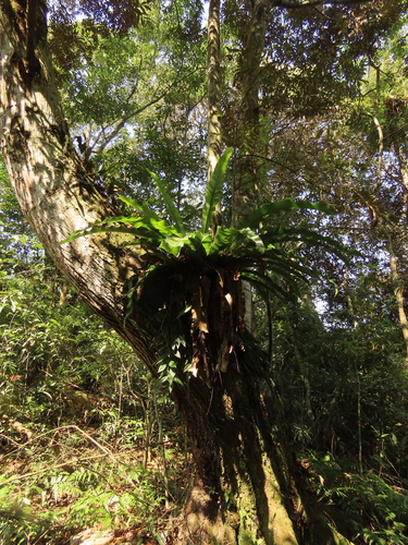 Asplenium nidus