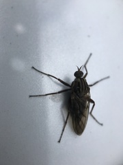 Tabanomorpha