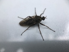 Tabanomorpha