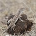 Speckled Earless Lizard - Photo (c) Juan Cruzado Cortés, some rights reserved (CC BY-SA), uploaded by Juan Cruzado Cortés
