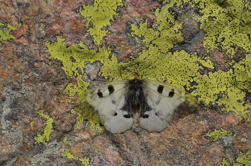 Parnassius nordmanni