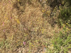 Bloomeria crocea aurea