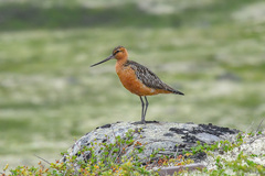 Bar-Tailed Godwit photo 6