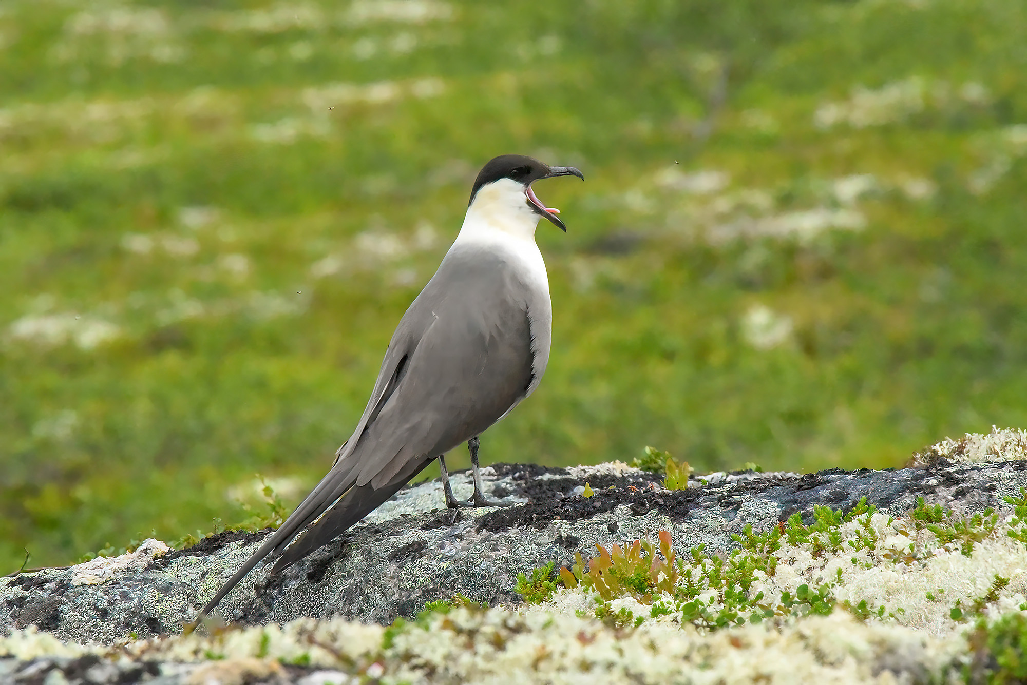 Long-tailed Skua (Stercorarius longicaudus)